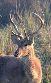 thumbs/fauna-Swap Deer Stag at Kaziranga.jpg.jpg